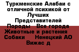 Туркменские Алабаи с отличной психикой от Лучших Представителей Породы - Все города Животные и растения » Собаки   . Ненецкий АО,Вижас д.